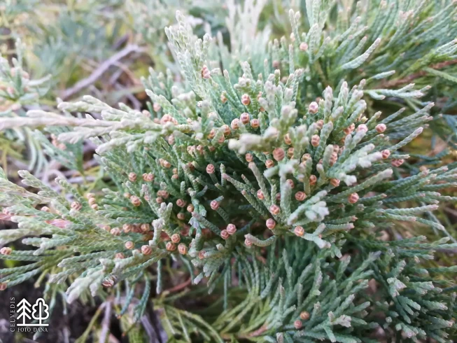 Juniperus horizontalis   'Andorra Compact'